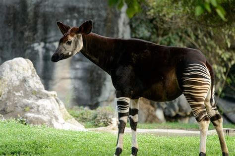 Okapi | Oldest.org