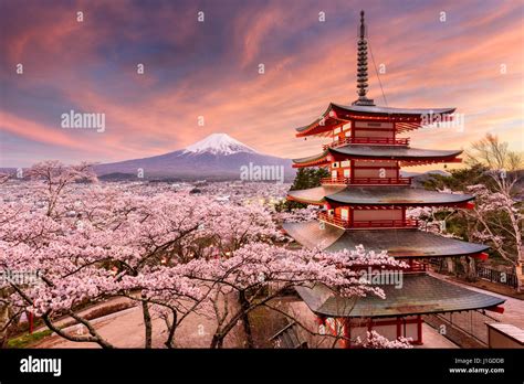 Mount Fuji Cherry Blossom Hd Wallpaper