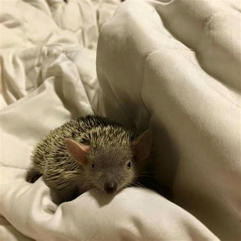 This is a Madagascar lesser tenrec, though not related to the hedgehog ...