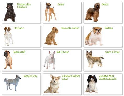 Dog Breeds List With Picture | Dog Breeds Alphabetical - Dogs Breeds Guide