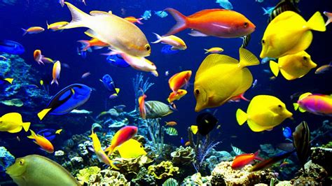 Fondos de pantalla : 1920x1080 px, Animales, color, coral, Peces ...