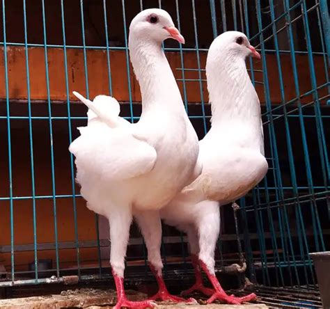 Maltese Pigeon: Origin, Appearance, Behavior, Care, And More