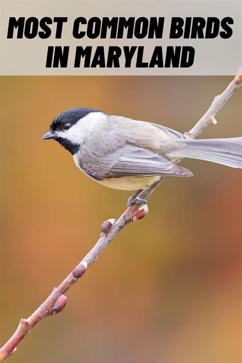 12 Most Common Birds in Maryland (With Pictures)