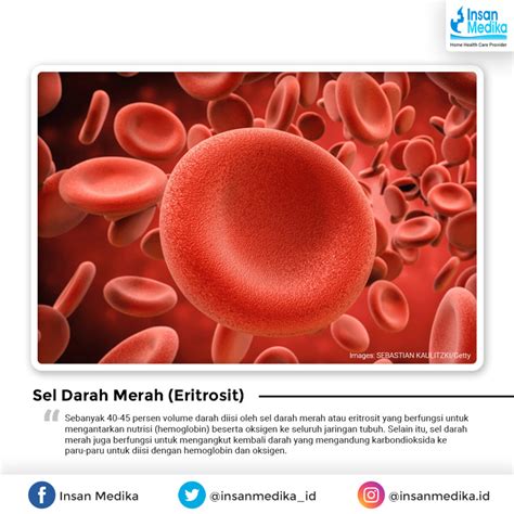 Berikut 4 Komponen dan Fungsi Darah Bagi Tubuh Manusia