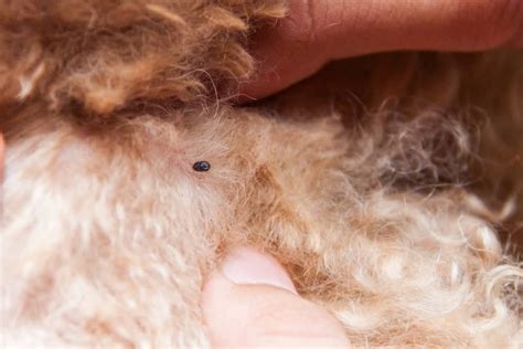 8 Common Little Black Bugs On Dogs (Are They Harmful?) - PetsBeam.com