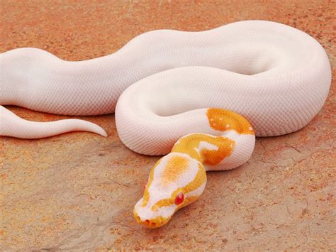 Morph List - World of Ball Pythons