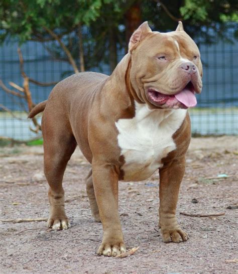 LIONPRIDEBULLY Flying Pitbull Chiot puppy puppies American bully XL XXL Bully Pitbull a vendre ...