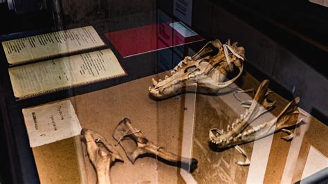 Thylacine exhibit: Remains from last Tasmanian tiger found in museum cupboard | Daily Telegraph