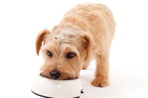 Dry Vs. Wet Dog Foods: Which Is The Right Choice? Part 3 | PetGuide