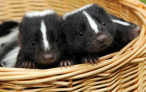 They May Stink, But Baby Skunks Are Still Cute - Baby Animal Zoo