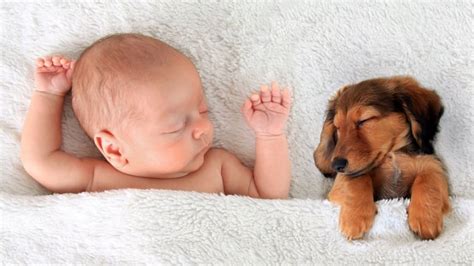 Do Dogs Protect Babies