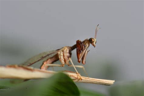 Mantid Fly stock image. Image of mantis, southern, mantispidae - 46052183