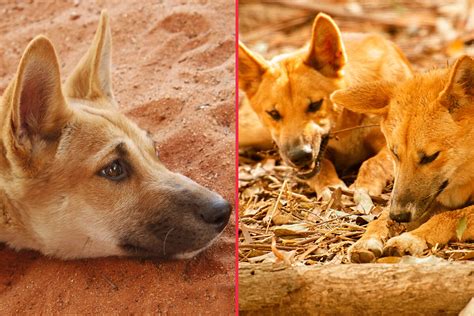 Do dingoes eat babies? The story behind "A dingo ate my baby"