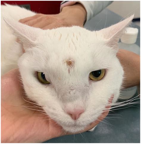 Facial distortion due to chronic inflammation of unknown cause in a cat - Lynelle R Johnson ...