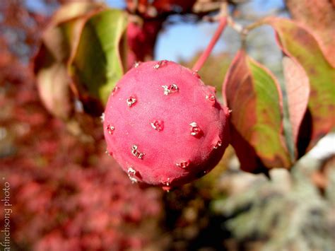 Fruit of the Chinese kousa dogwood. Edible but not always tasty. The birds love them. | Kousa ...