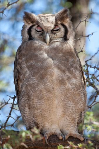 Verreauxs Eagle Owl Stock Photo - Download Image Now - Animal, Bird ...