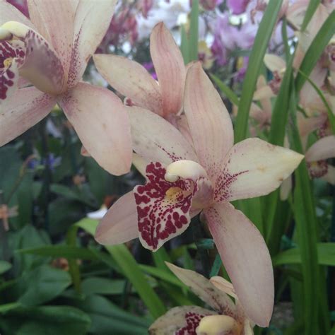 Phelps Orchid Farm Tampa, Florida | Orchids, Plants, Farm