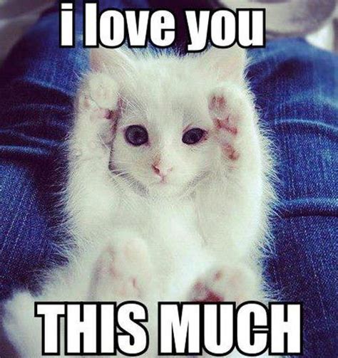 16 Super Sweet Memes On Animals Celebrating Valentine’s Day | Funny cat ...