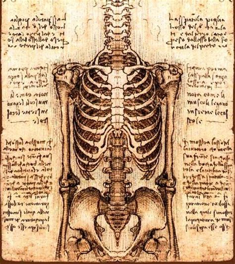 Leonardo Da Vinci Anatomy Drawings