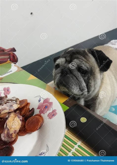 Portrait, Old Pug Dog, Cute, Fat, Funny Face, Want To Eat Food Stock Photo - Image of portrait ...