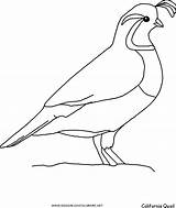 Quail Coloring Pages  Home sketch template