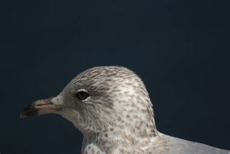 Immature Herring Gull - Pentax User Photo Gallery