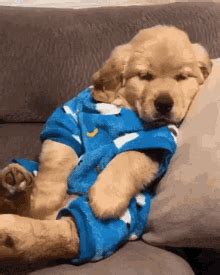 Sleepy Puppy GIFs | Tenor