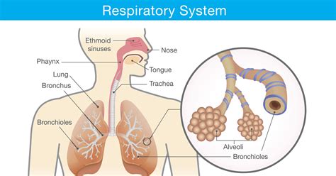 When Breathing Doesn’t Come Naturally | El Camino Health