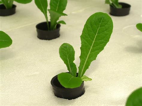 Hydroponic Farming in Canada: How to Start, Suitable Crops, Setup Cost, and Advantages