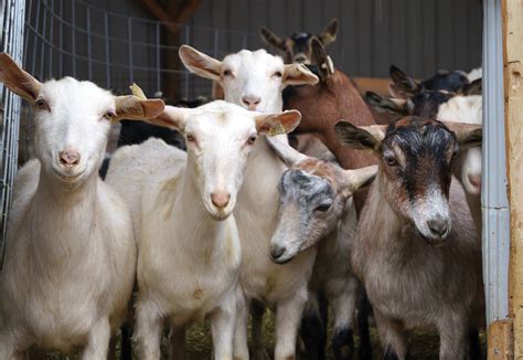 dairy goats at riley farms-4 - Wisconsin Farm Bureau Federation