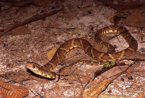 Ofidico: Bothrops Atrox