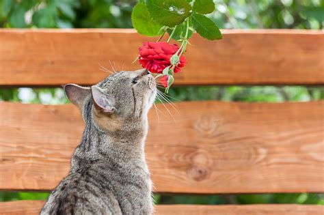 Are Roses Toxic to Cats and Dogs? - Birds and Blooms