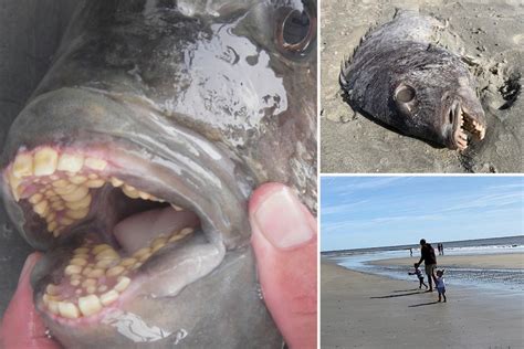 Fish with creepy full set of ‘human teeth' leaves mum terrified as she wanders along beach with ...