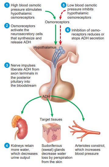 Regulation and Function of Antidiuretic Hormone, Vasopressin Function ...