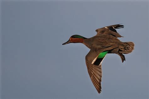 Drake green-winged teal in-flight - a photo on Flickriver