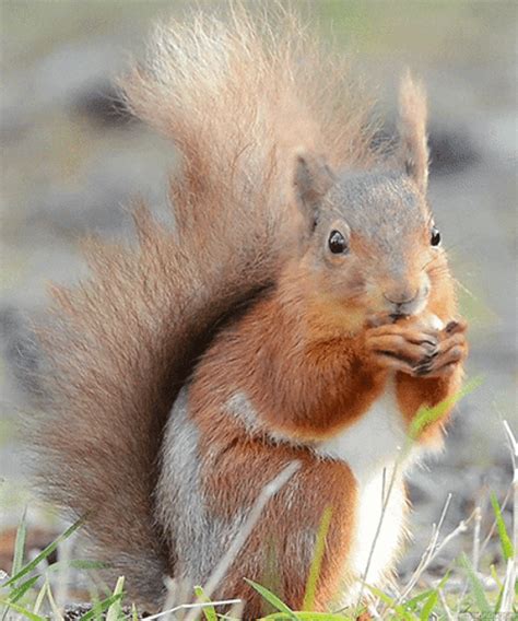 Animal Squirrel Eating GIF | GIFDB.com