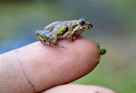 common Indian tree frog | Frogs Are Green