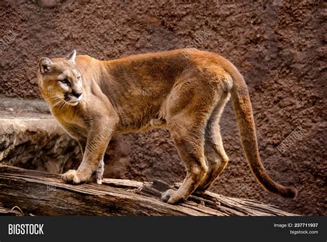 Endangered Big Cat Image & Photo (Free Trial) | Bigstock