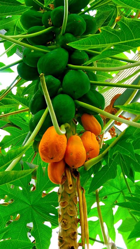 Papaya tree by Thierry Lachapelle / 500px | Papaya tree, Fruit plants, Plants