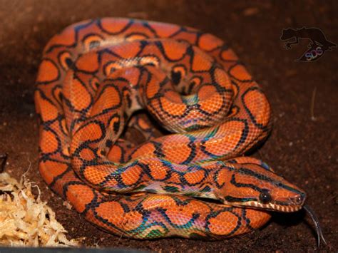 Rainbow Boa Morphs and Types - StarDust Scales