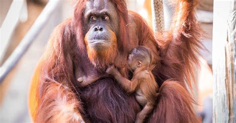 Florida Zoo Welcomes Adorable Rare Orangutan Baby To the Family - CBS ...