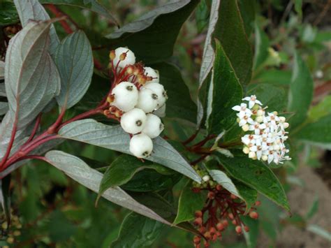 Cornus sericea (Cornaceae) image 21747 at PhytoImages.siu.edu