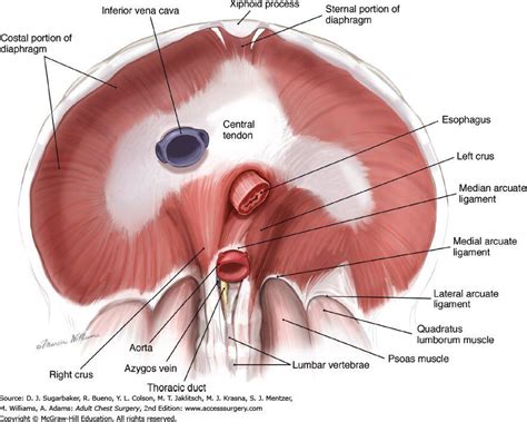 Pin by navnik singh on Hepatobiliary | Thoracic duct, Psoas muscle, Xiphoid process