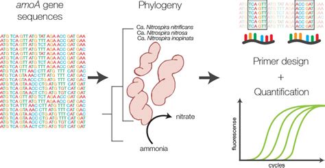 Design and assessment of species-level qPCR primers targeting comammox ...