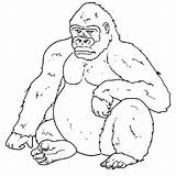 Gorilla Pictures For Kids  Coloring Home sketch template