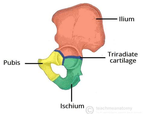 The Hip Bone - Ilium - Ischium - Pubis - TeachMeAnatomy