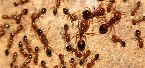 Fighting fire ants in Ipswich with free bait | Wildlife Preservation ...