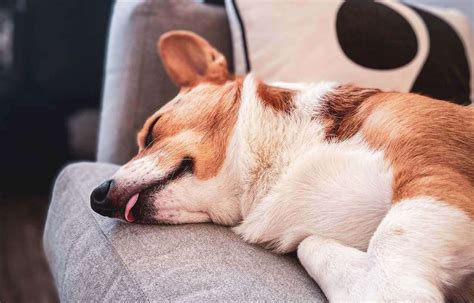 Why Does My Dog Sleep With His Tongue Out? - Petlity