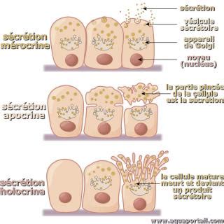 Mérocrine : définition et explications