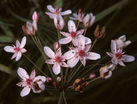 Butomus umbellatus (Butomaceae) image 13308 at PlantSystematics.org